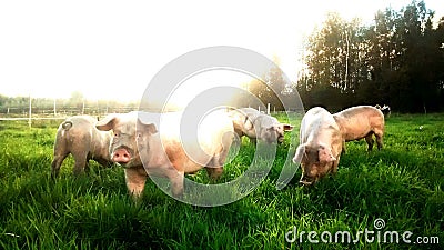 Pigs at the field Stock Photo