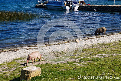 Pigs in a field of salar de Uyuni in Bolivia Stock Photo