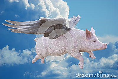 When Pigs Fly, Flying Pig Stock Photo