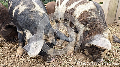 Pigs foraging in their pen in the mud for food copying Stock Photo