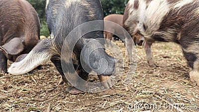 Pigs foraging with snouts in the ground for food Stock Photo