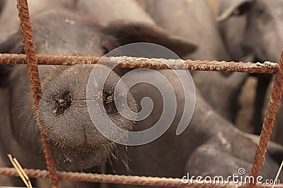 Pigs of the Iberian breed, Spain, Pata negra, Jabugo Stock Photo