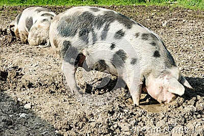 Domestic pigs, hog, squealer, snout and ears from freerange pig in species-appropriate husbandry Stock Photo