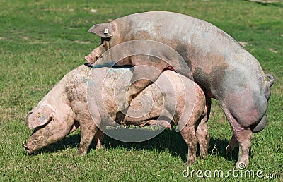 Pigs mating Stock Photo