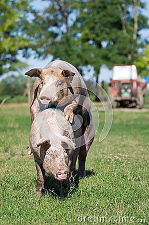 Pigs Mating Stock Photo - Image: 33421510