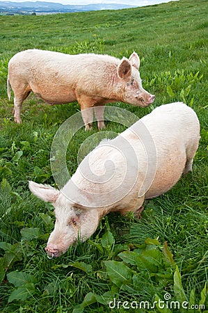 Pigs in paddock Stock Photo