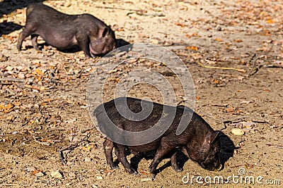 Pigs in a paddock at farm at countryside Stock Photo