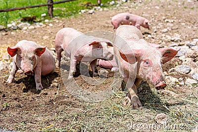 Pigs on a pig farm outdoor in animal friendly environment. Stock Photo