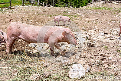 Pigs on a pig farm outdoor in animal friendly environment. Stock Photo
