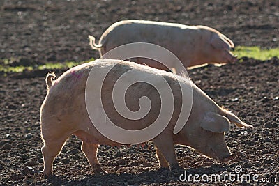 Pigs Stock Photo