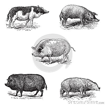 Pigs 1. Pig Siam. 2. Szalonta pig race. 3. Swine York. 4. Pork Essex. 5. Pork Norman race, vintage engraving Vector Illustration