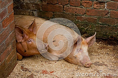 Pigs in a pigsty Stock Photo