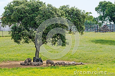 pigs resting in the shade Stock Photo