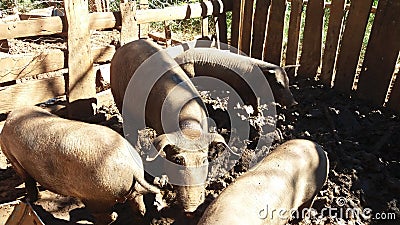 Pigs, sows and children Stock Photo