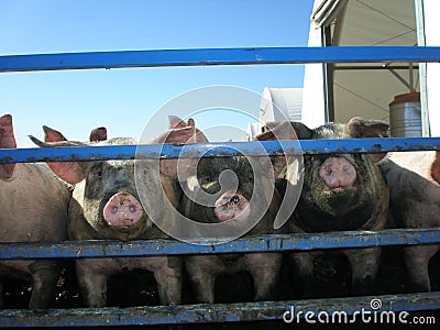 Pigs in stockade Stock Photo