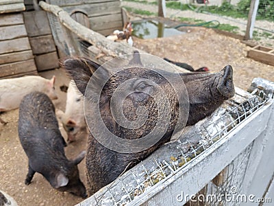 Pigs in the summer in a wooden outdoor paddock Stock Photo