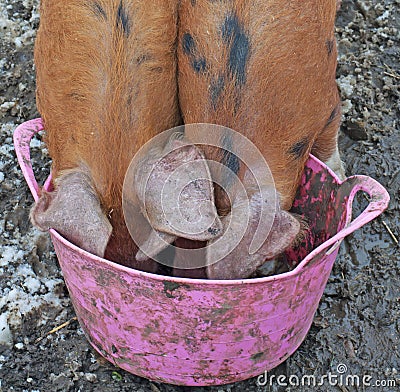 Pigs with their snouts in the Trough Stock Photo