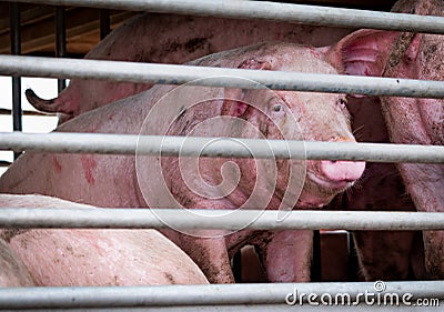 Pigs in truck transport from farm to slaughterhouse. Meat industry. Livestock. Animal meat market. Animals rights concept. Pig Stock Photo