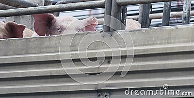 Pigs on truck way to slaughterhouse for food. Stock Photo