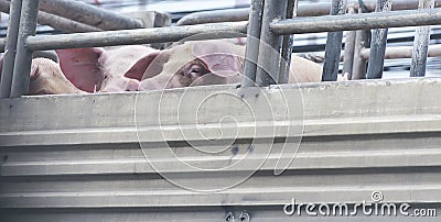 Pigs on truck way to slaughterhouse for food. Stock Photo