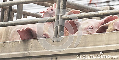 Pigs on truck way to slaughterhouse for food. Stock Photo