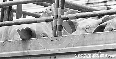 Pigs on truck way to slaughterhouse for food. Stock Photo