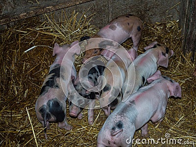 Pigstay Stock Photo