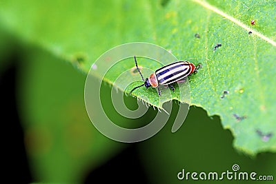 Pigweed Flea Beetle 42025 Stock Photo