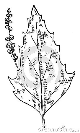 Pigweed vintage illustration Vector Illustration
