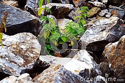 Pikas, or haystacks Stock Photo