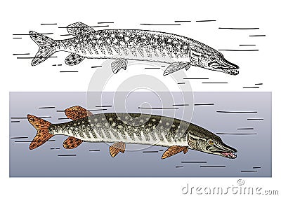 Pike Vector Illustration