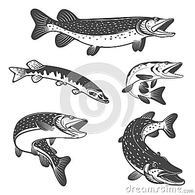 Pike fish icons. Design elements for fishing club or team. Vector Illustration