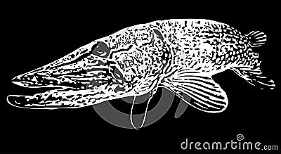 Pike fish muskie on black background Stock Photo