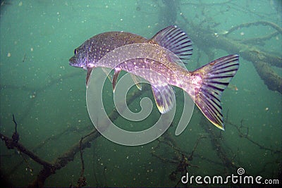 Pike fish Stock Photo