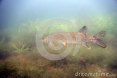 Pike fish Stock Photo