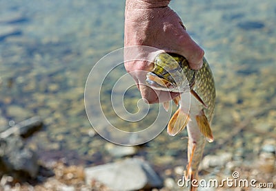 Pike in the hands of a fisherman. Pike`s face with an open mouth Stock Photo