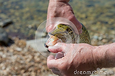 Pike in the hands of a fisherman. Pike`s face with an open mouth. Teeth and throat of a pike Stock Photo