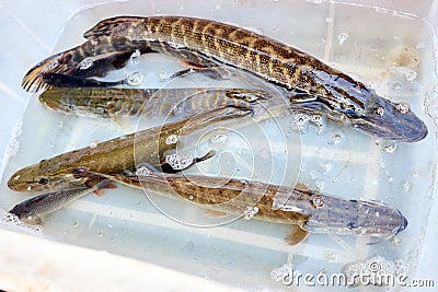 Pike luce ling pickerel crucian carp freshwater fish. Fresh alive fish in box. Restaurant organic food fishmarket Stock Photo