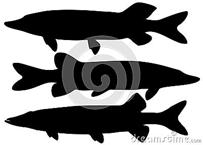 Pikes are large and predatory in the set. Vector Illustration