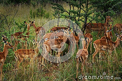 Pilanesberg National Park Stock Photo