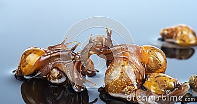 Pile of African snails Achatina imaculata lamarckiana on gray background Stock Photo