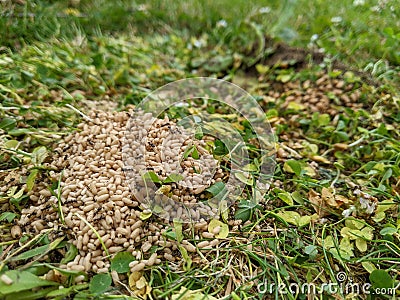 A pile of Ants eggs pupae on the garden lawn Stock Photo