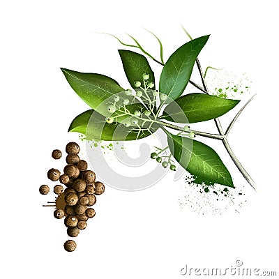 Pile of aromatic allspice isolated on white background. Jamaica pepper, pepper, myrtle pepper, pimenta, Turkish Stock Photo