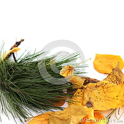 A pile of autumn colored leaves isolated on a white background. A bunch of different autumn dry leaves and a pine branch. Copy Stock Photo