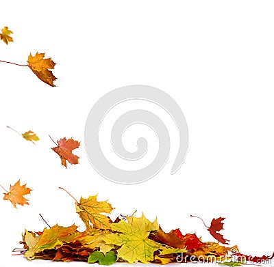 Pile of autumn colored leaves isolated on white background. Stock Photo