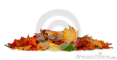 Pile of autumn colored leaves isolated on white background Stock Photo