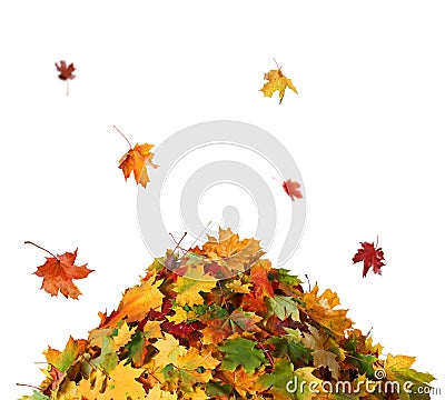 Pile of autumn colored leaves isolated on white background. Stock Photo