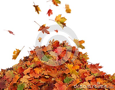 Pile of autumn colored leaves isolated on white background. Stock Photo