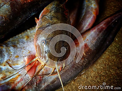 Pile of big magur clarias catfish after farming Stock Photo