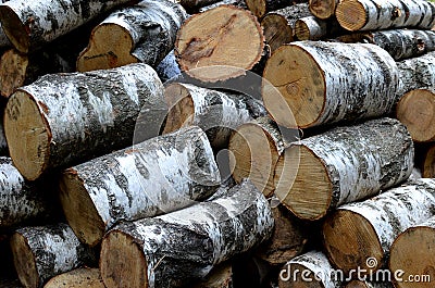 Pile of birch tree logs - lumbering, wood sledge, fire wood Stock Photo